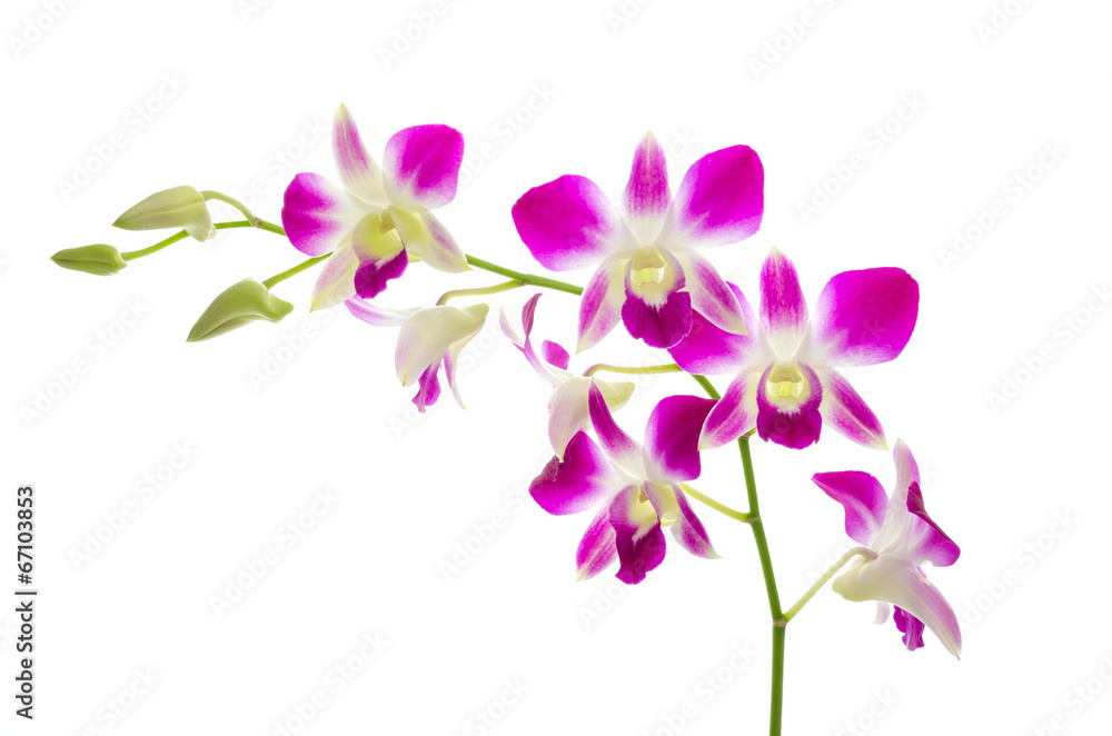Purple orchid flower isolated white background Purple orchid flower isolated white background