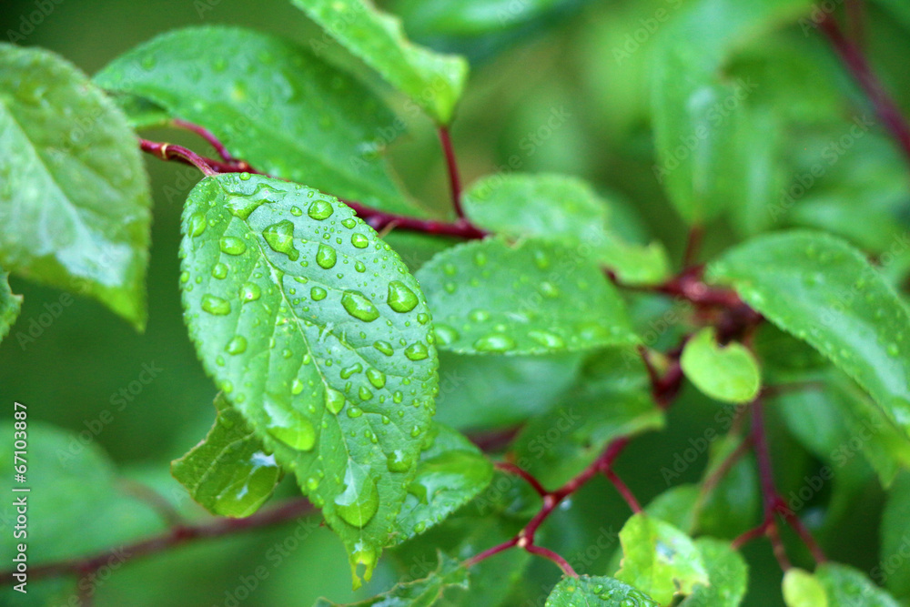 Macro tree branch with raindrops, dew on leaves close-up photogr Macro tree branch with raindrops, dew on leaves close-up photogr