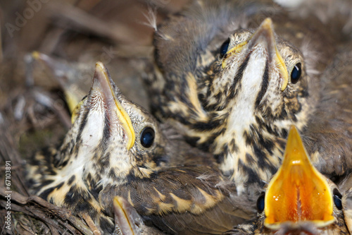 Little baby birds sitting in the nest, close-up photography of n