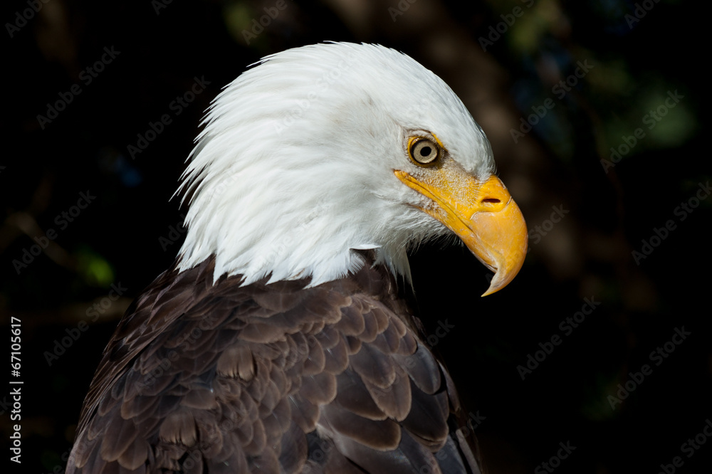 Fototapeta premium Bald Eagle