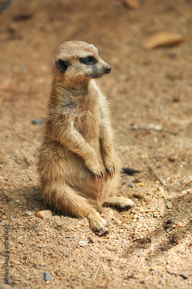 Fototapeta premium meerkat