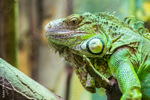 Green Iguana Reptile Portrait Closeup