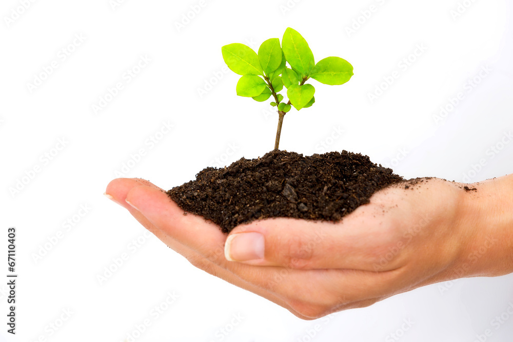Female hand holding and caring a young green plant Female hand holding and caring a young green plant