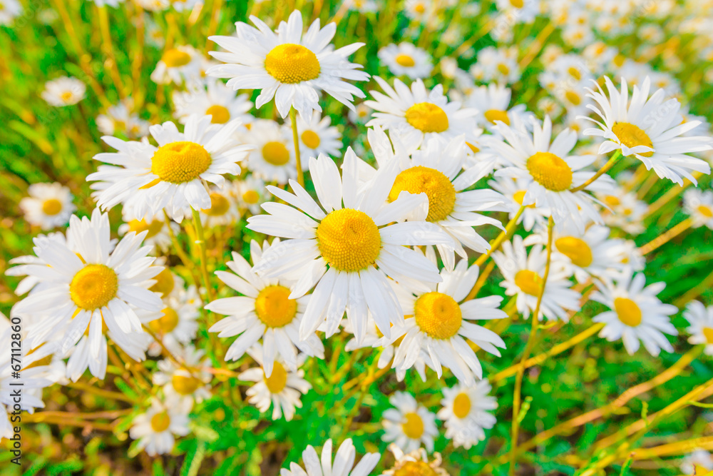 daisy on a meadow daisy on a meadow