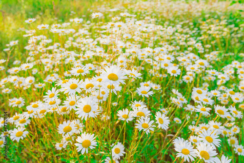 Fototapeta Naklejka Na Ścianę i Meble -  daisy on a meadow