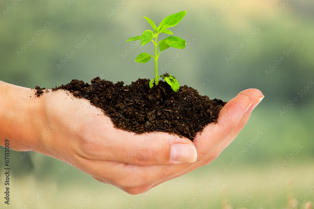 Female hands holding young plant, outdoor Female hands holding young plant, outdoor