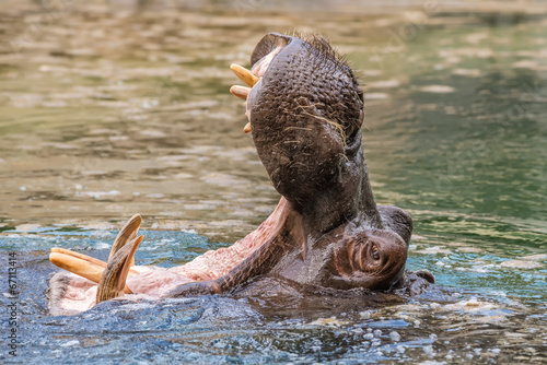 Hippo (Hippopotamus amphibius) showing huge jaw and teeth