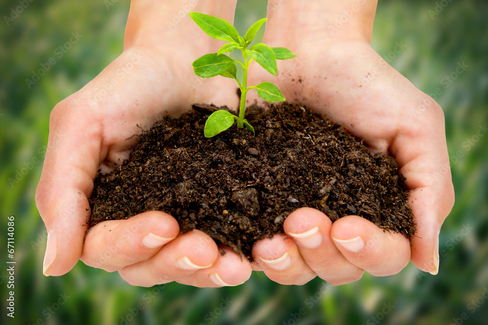 Female hands holding young plant Female hands holding young plant