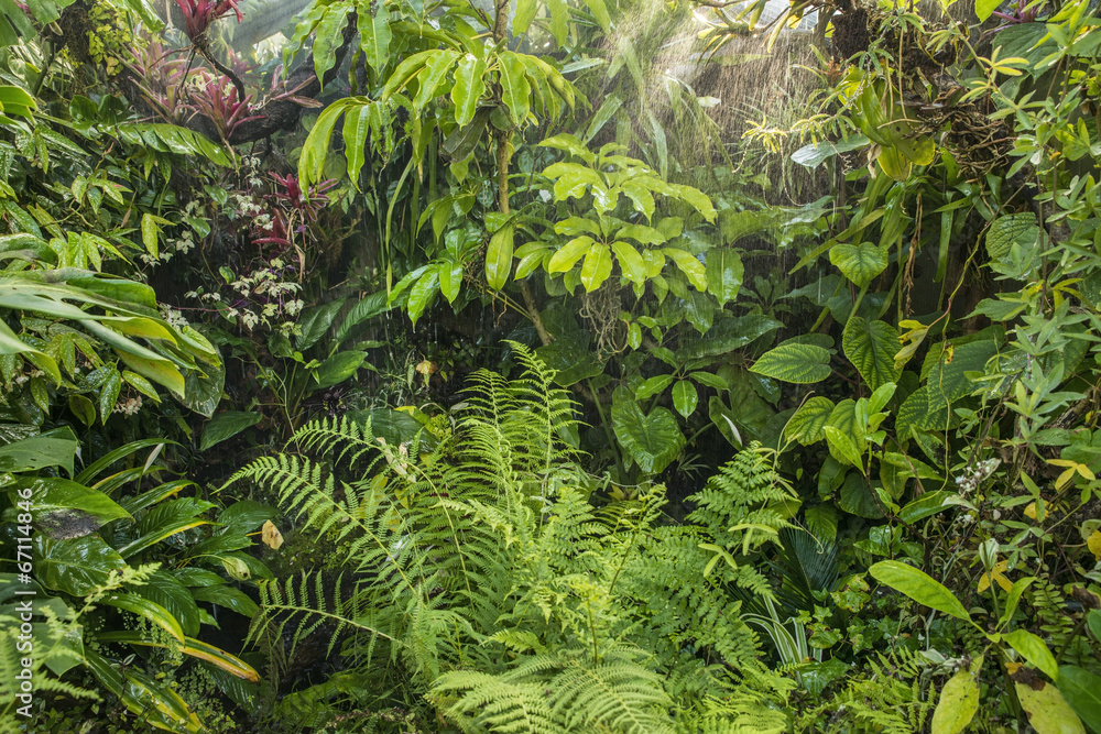 green tropical background rainforest