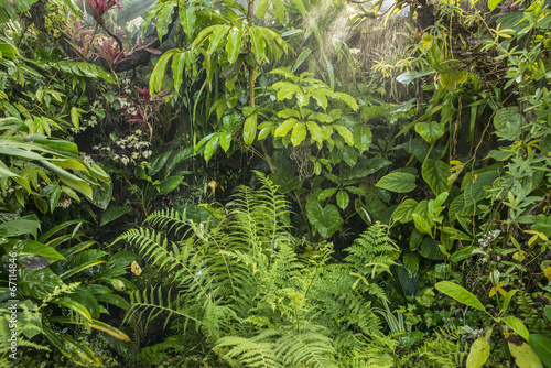 green tropical background rainforest