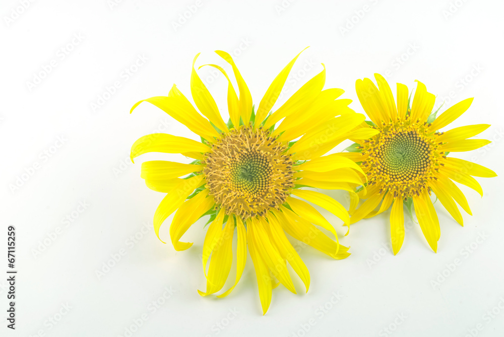 Obraz premium Isolated Sunflower head on white background