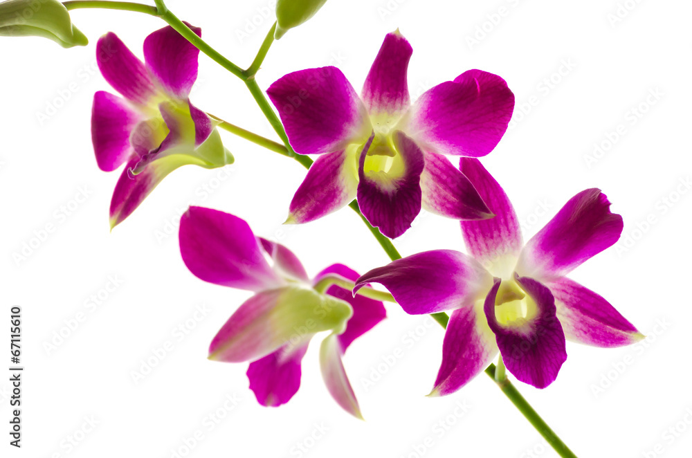 Orchind isolated white background Orchind isolated white background