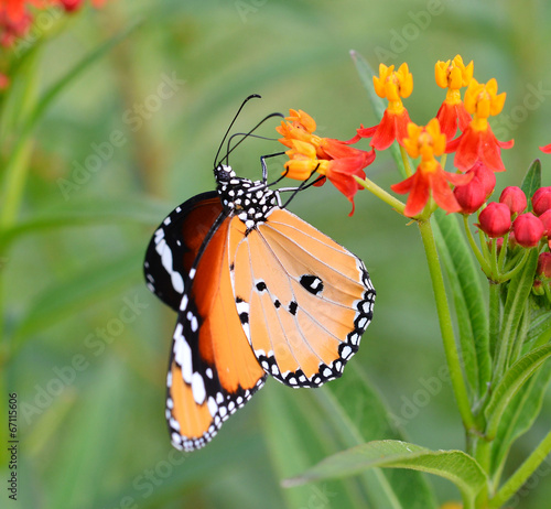 Butterfly on a flower #67115606