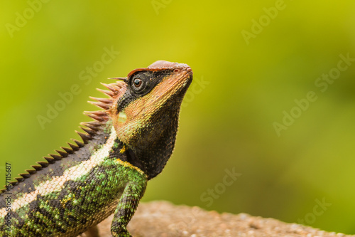 Forest Crested Lizard (Calotes emma)