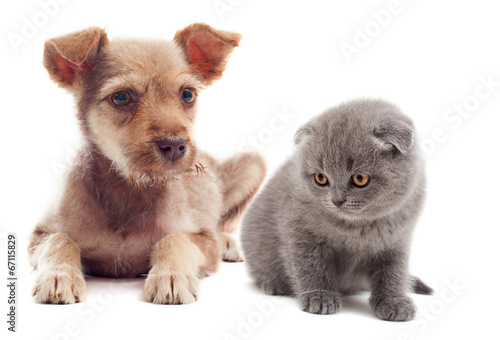 Fototapeta Naklejka Na Ścianę i Meble -  puppy and kitten