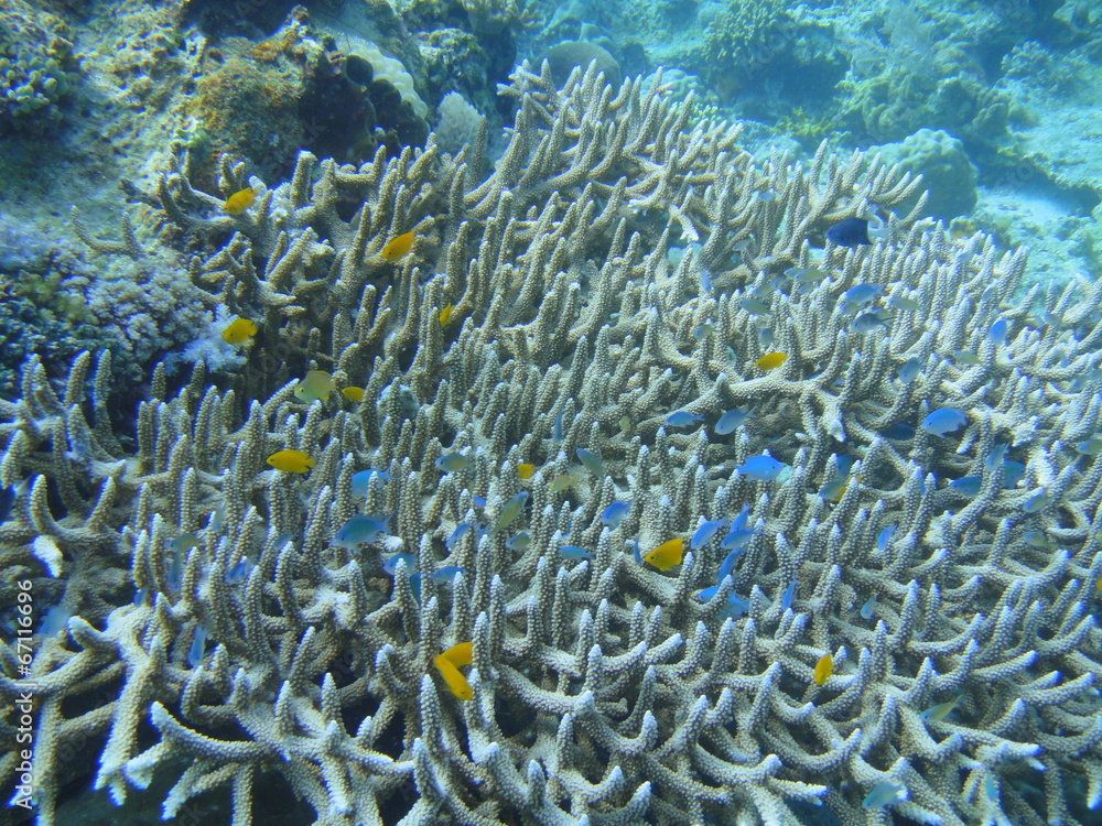 Sea of Siquijor Islnad, Philippines Sea of Siquijor Islnad, Philippines