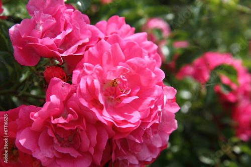 Red roses in close up