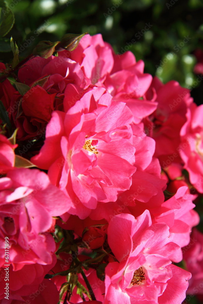Red roses in close up Red roses in close up