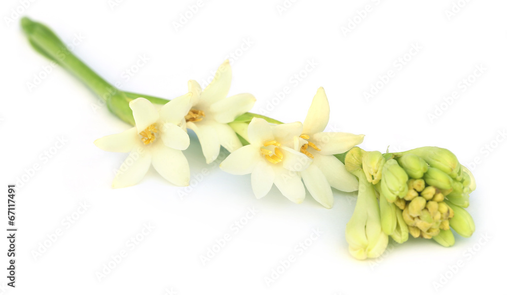 Tuberose or Rajnigandha of Southeast Asia Tuberose or Rajnigandha of Southeast Asia