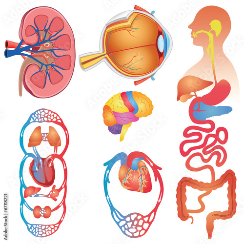 Human Body Parts Vector Set