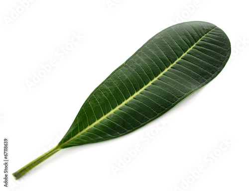 Green leave of Plumeria on the white background