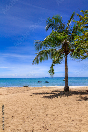 Palm Tree on Saikaew Beach © idoza