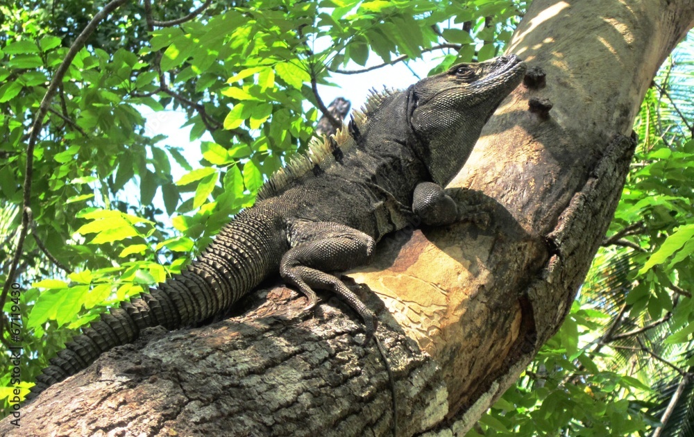 Fototapeta premium giant lizard climbing tree