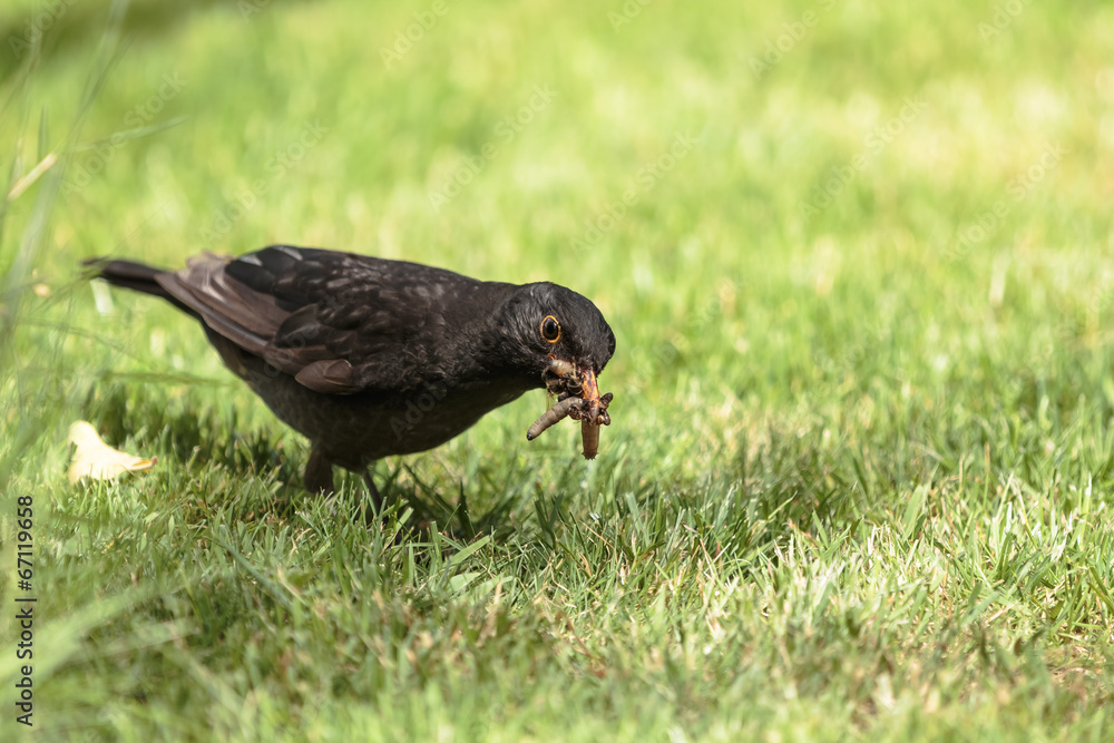 blackbird in the grass with Worms in his mouth blackbird in the grass with Worms in his mouth