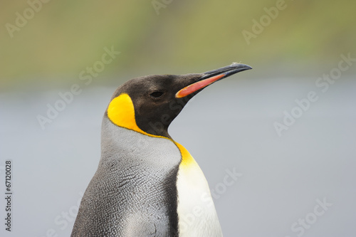 King Penguin  Aptenodytes patagonicus  portrait.