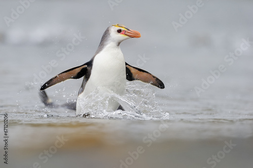 Royal Penguin coming out the water