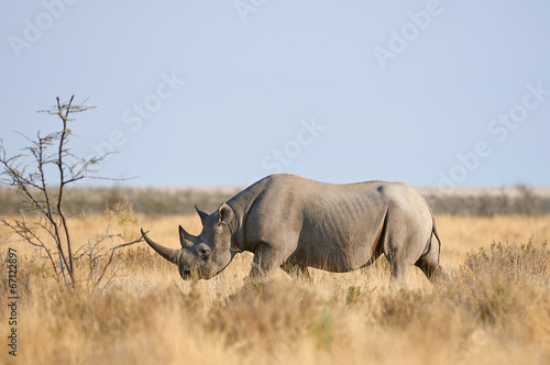 Tela Black rhino in the Etosha National Park