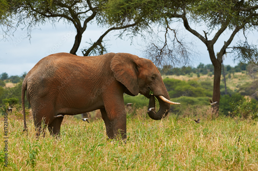 Fototapeta premium Elephant in the savanna of Tarangire National Park, Tanzania.