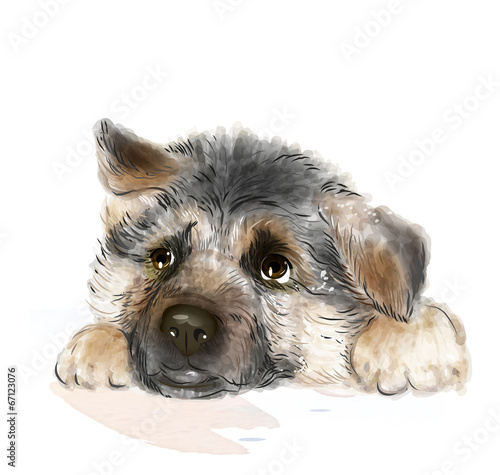 portrait of the german shepherd puppy