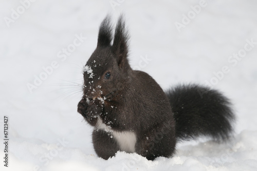 Ecureuil roux assis dans la neige en hiver