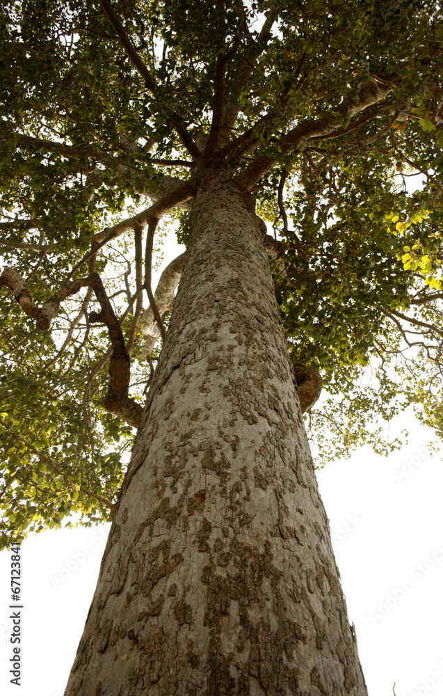 Fototapeta premium Vertical photo of an old tree