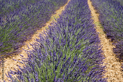 Lavender flowers in the field closeup