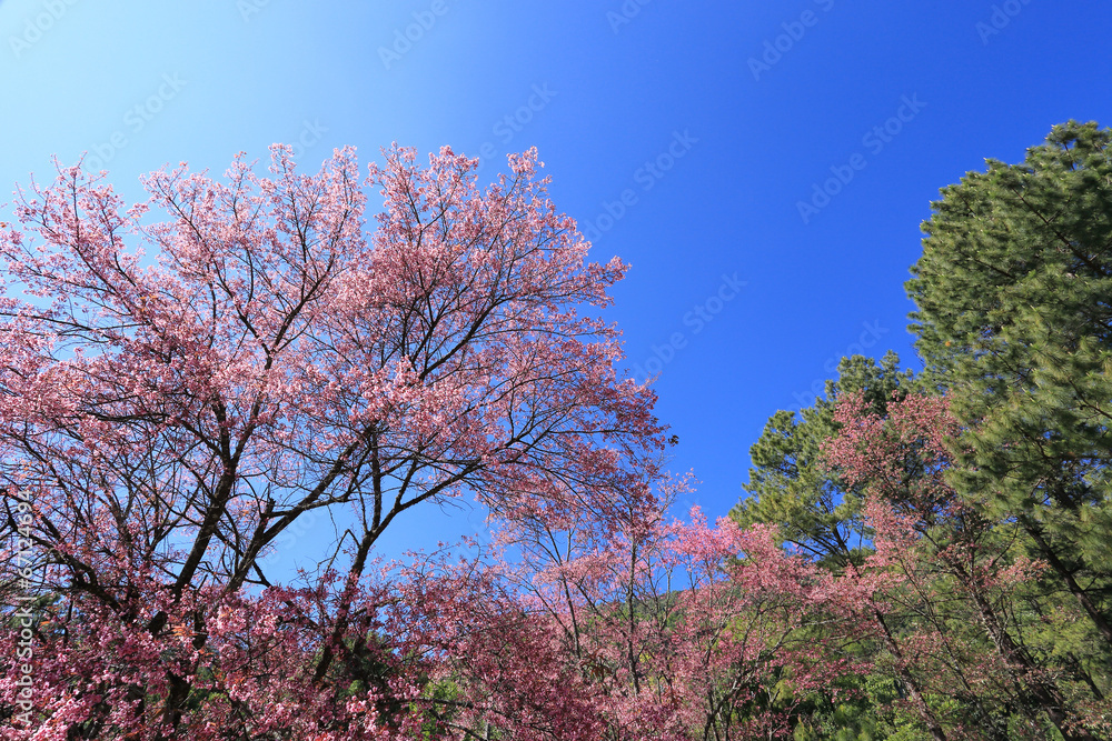 Beautiful pink flowers, cherry blossom Beautiful pink flowers, cherry blossom