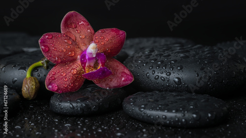 spa concept  of deep purple orchid  phalaenopsis  with bud on ze