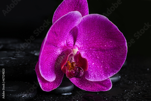 spa still life with beautiful deep purple  flower orchid, phalae photo