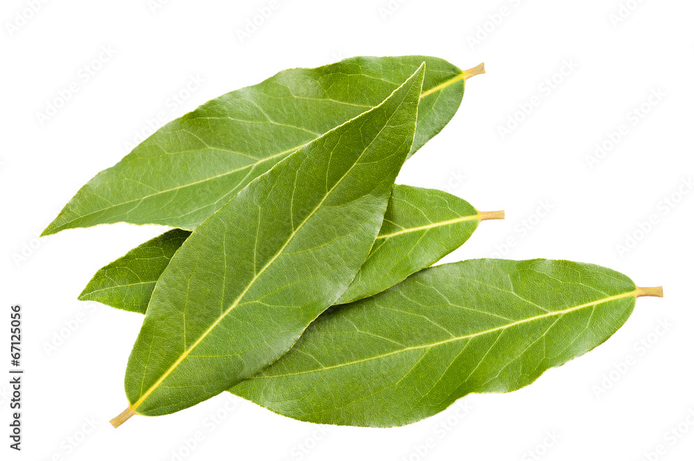 laurel leaves