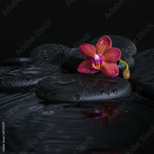 Beautiful spa concept of deep purple orchid (phalaenopsis) with