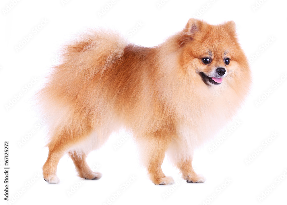 pomeranian dog isolated on white background pomeranian dog isolated on white background