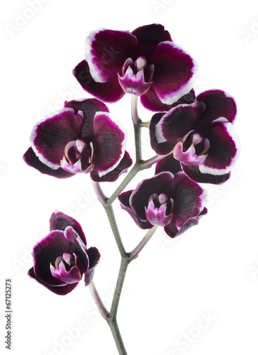 Fototapeta Naklejka Na Ścianę i Meble -  Blooming branch beautiful  dark cherry with white rim orchid, ph