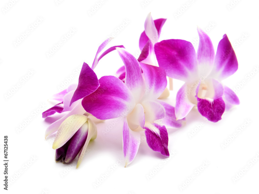 beautiful blooming orchid isolated beautiful blooming orchid isolated