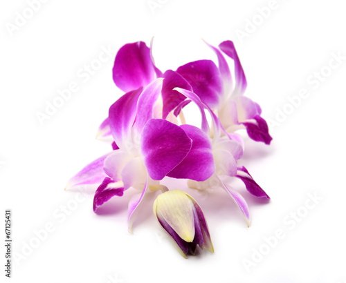 beautiful blooming orchid isolated