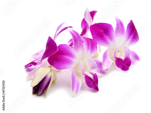 Fototapeta Naklejka Na Ścianę i Meble -  beautiful blooming orchid isolated