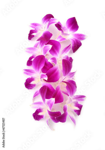 Wallpaper Mural beautiful blooming orchid isolated Torontodigital.ca