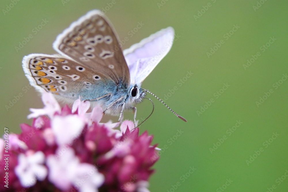 Obraz premium Bläuling Detail