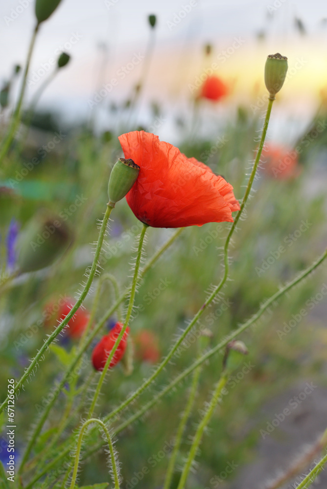 Obraz premium Poppy Flowers
