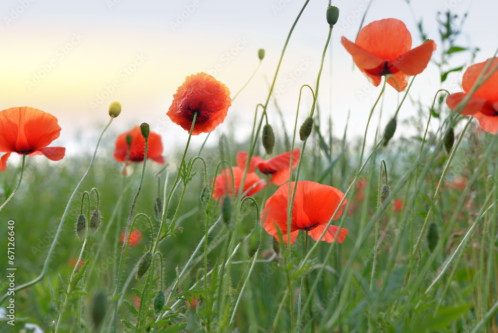 Obraz premium Poppy Flowers